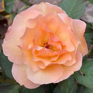 Meet your Posher, Margaret